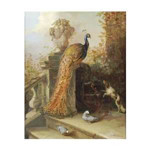   Peacock On A Terrace With A Dog And Pigeons Giclee
