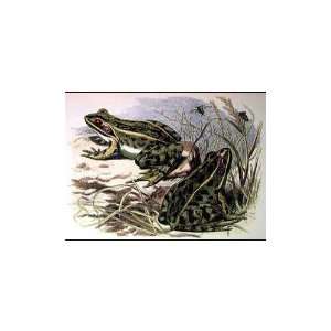  Pair Of Frogs I Poster Print