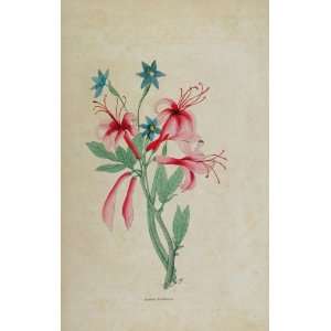   Print Azalea Nudiflora Pink   Original Lithograph