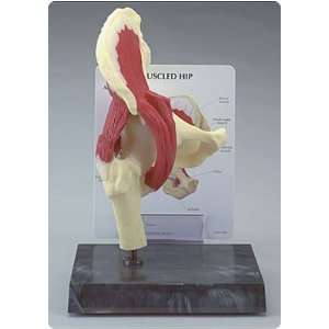  Muscled Hip Joint Model