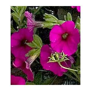  Calitunia™ Purple Patio, Lawn & Garden