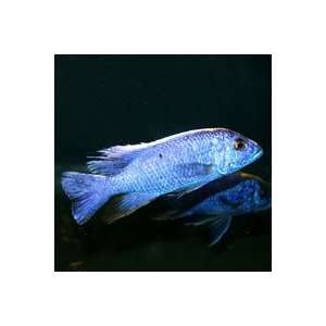  Sciaenochromis ahli Electric Blue   Juvenile Kitchen 