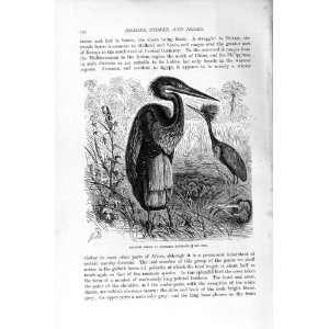  NATURAL HISTORY 1895 GOLIATH HERON BIRDS BREEDING
