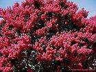   CORAL PINK CRAPE MYRTLE IN 1 GAL POT  SHIPS PRIORITY MAIL  CLICK PICTR