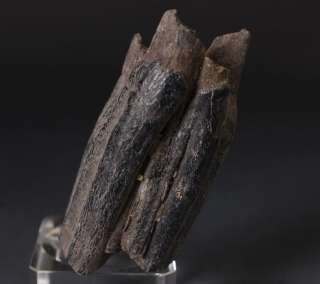 Description 2 Merge Coryphodon Big Tooth fossil rare collectible