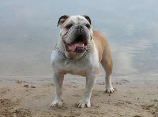 English Bulldog in Sachsen Anhalt   Burg  Hunde & Zubehör   