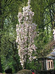 Säulenzierkirsche Prunus serrulata ´Amanogawa´Top Sorte  