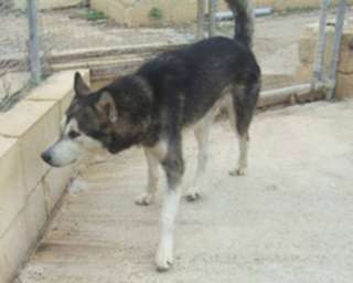 Troy Alaskan Malamute, * ca. 3 4 Jahre, Rüde, ca. 55 60 cm in 