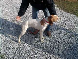 Cuccioli Pointer inglese a Montepulciano    Annunci