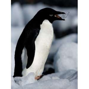 Adelie Penguins (Pygoscelis Adeliae), Browns Bluff, Weddell Sea 