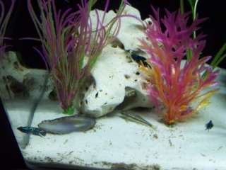 BLACK BEAUTY FISH PLANT TANK Aquarium SAND GRAVEL SNAKE 24LB  