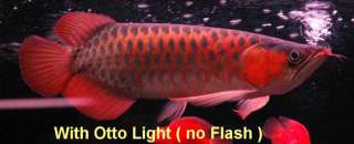   an actual picture of the light from a famous arowana breeder showroom