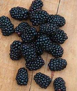 15 Big Sweet BLACKBERRY Fruit Seeds, ~90%+ Germination~  