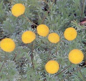 Cotula Turbinata Select Seeds  