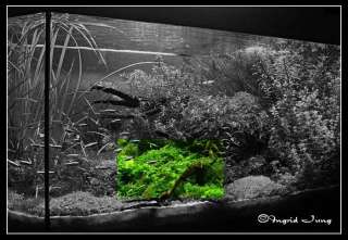Pellia   Live Aquarium Plant Fish Tank Special Deal NEW  