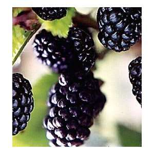  Natchez Thornless Blackberry Fruit Bush Seed Pack Patio 