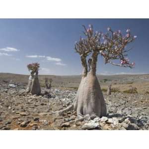 Bottle Tree Endemic to Island, Diksam Plateau, Central Socotra Island 