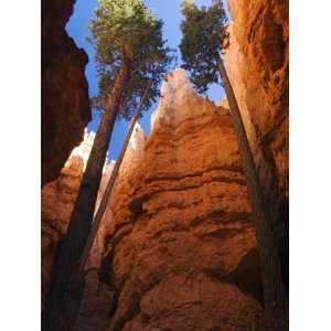 Utah, Bryce Canyon National Park, Douglas Fir Trees in Slot Canyon 