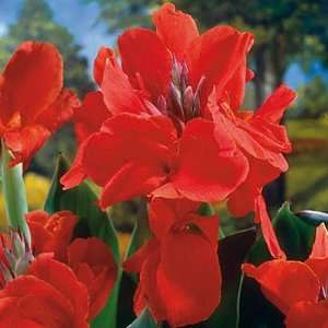  Canna Lily The President Patio, Lawn & Garden