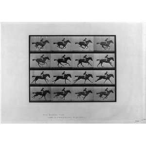   of racehorse Annie G. galloping,Eadweard Muybridge