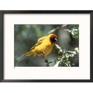  Masked Weaver, East Africa Art Styles Framed Photographic 