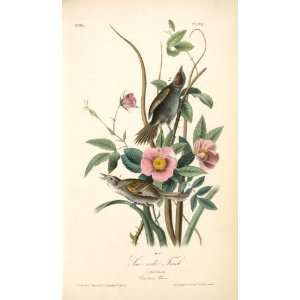   John James Audubon   24 x 40 inches   Sea side Finch. 1. Male. 2. Fe