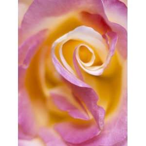  Close Up of a Rose, Queen Marys Gardens, Regents Park 
