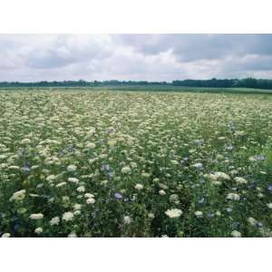  Field of Wildflowers, Montezuma National Wildlife Refuge 