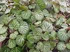 Strawberry Begonia   A Different Evergreen Groundcover for Shade