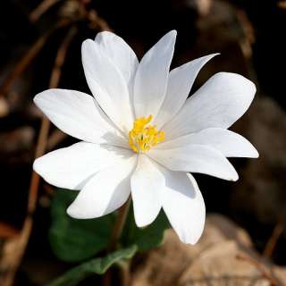 Bloodroot 4 Plants Shade Loving Wildflower Easy to Grow  