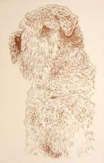 SOFT COATED WHEATEN TERRIER DOG ART Kline Drawing #30  
