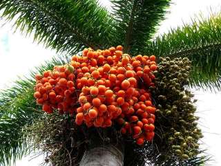 10 Fresh LIVE FOXTAIL Palm Seeds Wodyetia bifurcata  