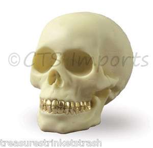 Large White Skull With Gold Teeth Figurine Skulls & Skeleton Gothic 