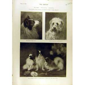    1897 Royal Dogs Collie Oscar Venus Spaniels Dog