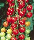 SWEET 100 HYBRID TOMATO 25 SEED LONG CLUSTERS OF BITE S