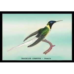    Trochilus Cornutus   Female 12x18 Giclee on canvas