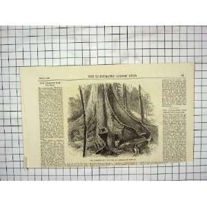  1869 MORETON BAY FIG TREE AUSTRALIAN BANYAN