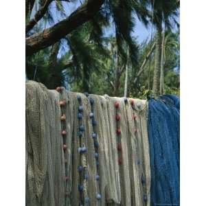  Fishing Nets Hanging Beneath Tropical Trees Stretched 