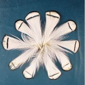   White Lady Amherst Feather Natural Fly/Fishing/Craft 