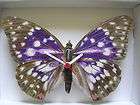japanese emperor butterfly wall clock new and boxed location united 