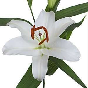 Send Fresh Cut Flowers   20 White Oriental Lilies Wholesale