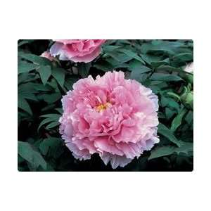  Peony   Tree   Kamata fuji Flower Bulb Patio, Lawn 