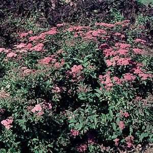  SPIRAEA FROEBELI / 2 gallon Potted Patio, Lawn & Garden