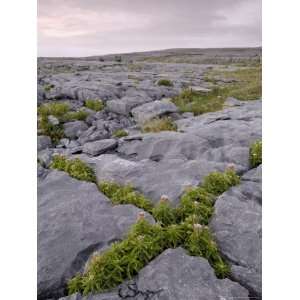 Plants Growing Amongst Limestone Pavement, the Burren, County Clare 