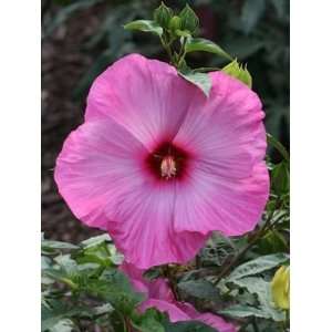  DWARF HARDY HIBISCUS FLEMING LITTLE PRINCE / four inch 