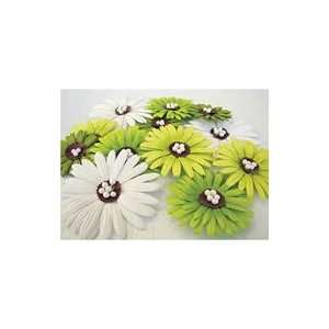  Daisy Dreams Flowers Keylime