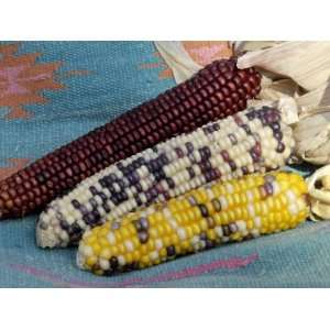  Multicolored Corn, a Native American Staple Crop Premium 