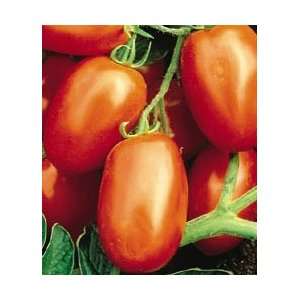  Tomato Viva Italia   Hybrid Great Garden Vegetable 15 Seeds 