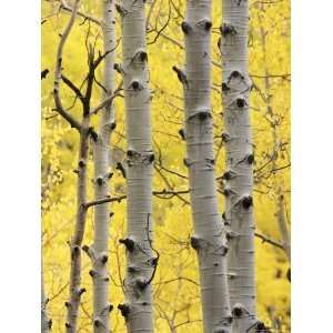 Aspen Trunks and Fall Foliage, Near Telluride, Colorado, United States 