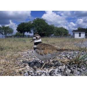  Killdeer Plover, Shading Eggs on Nest from the Sun, Welder 